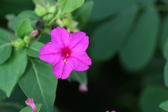 Mirabilis jalapa